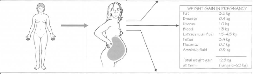 Resim 1: Miyaddaki bir gebede kilo artışının dağılımı