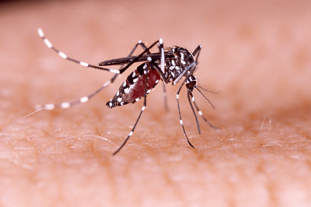 Zika Virüsü Hakkında Bilinmesi Gerekenler