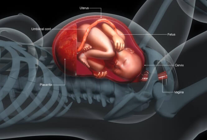 Bebeğin Gelişimini Etkileyen Doğum Öncesi Faktörler